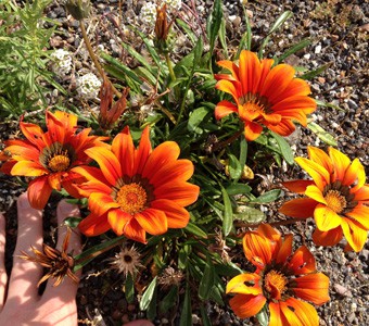 plants5